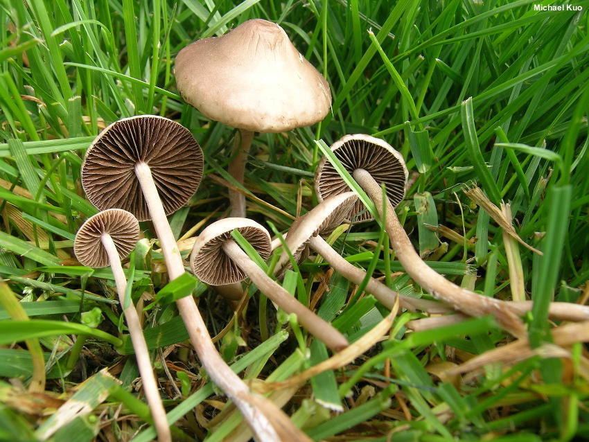 Panaeolus foenisecii: The Lawn Mower's Mushroom ...