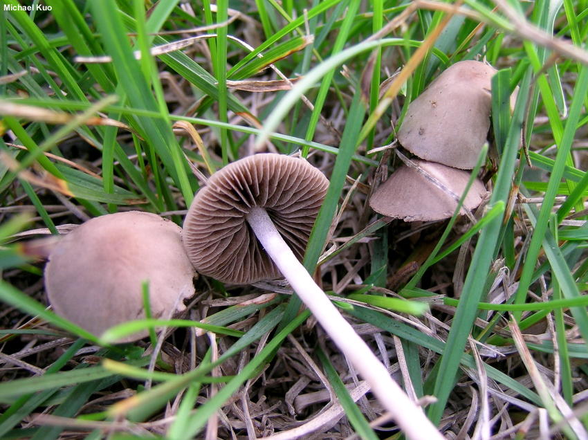 Panaeolus Foenisecii The Lawn Mower S Mushroom Mushroomexpert Com