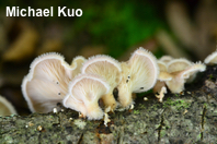 Panus neostrigosus