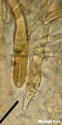 Phlebiopsis crassa