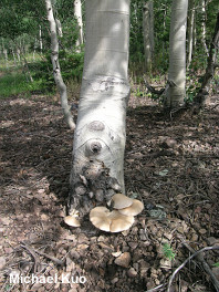 Pleurotus populinus