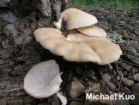 Pleurotus populinus