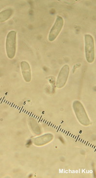Pleurotus populinus