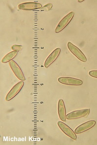 Retiboletus fuscus