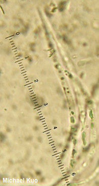 Spathularia flavida