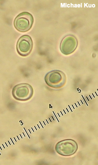 Spongipellis unicolor