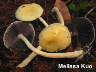 Stropharia ambigua