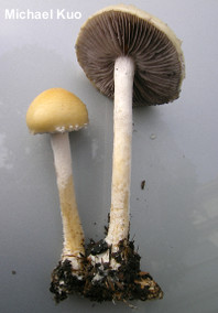 Stropharia ambigua