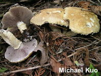 Stropharia kauffmanii