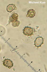 Thelephora cuticularis