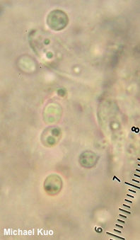 Trichoderma peltatum