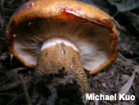 Tricholoma aurantium