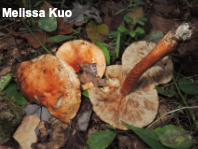 Tricholoma aurantium