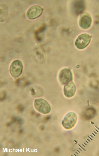 Tricholoma caligatum