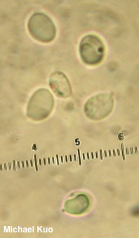 Tricholoma murrillianum