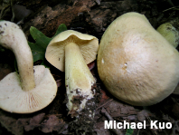 Tricholoma odorum