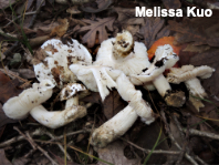 Tricholoma subresplendens