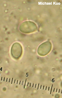 Tricholoma subresplendens