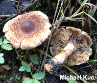 Tricholoma vaccinum