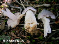 Tricholoma virgatum