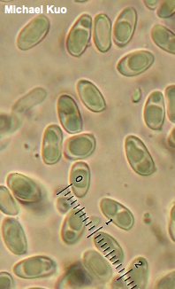 Tylopilus balloui