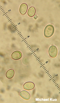 Volvariella hypopithys