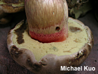 Boletus frustosus