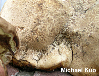 Boletus frustosus