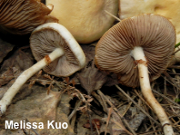 Agrocybe biological species II