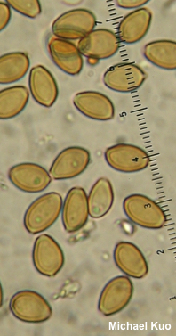 Agrocybe biological species II