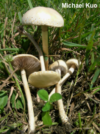 Agrocybe dura