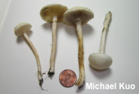 Agrocybe dura