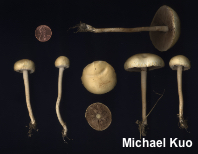 Agrocybe dura