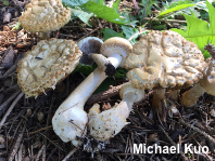 Agrocybe dura