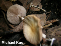 Agrocybe paludosa