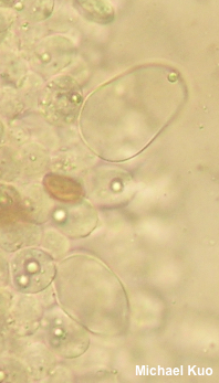 Agrocybe retigera