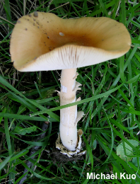 Amanita crocea