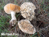 Amanita magniverrucata