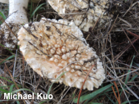 Amanita magniverrucata