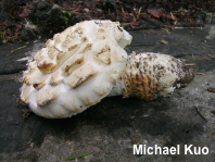 Amanita magniverrucata