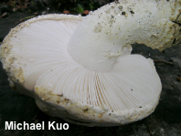 Amanita magniverrucata