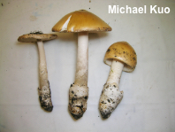 Amanita species 05