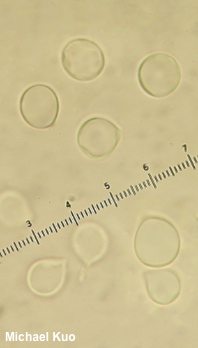 Amanita species 05