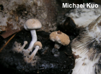 Asterophora lycoperdoides