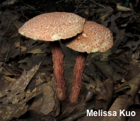 Aureoboletus russellii