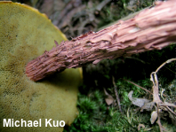 Aureoboletus russellii