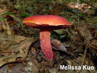 Butyriboletus frostii