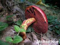 Butyriboletus frostii