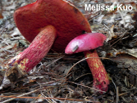 Butyriboletus frostii