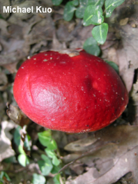 Butyriboletus frostii